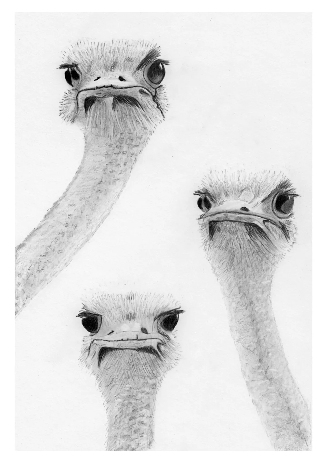 Ostrich — pencil drawing, 2021