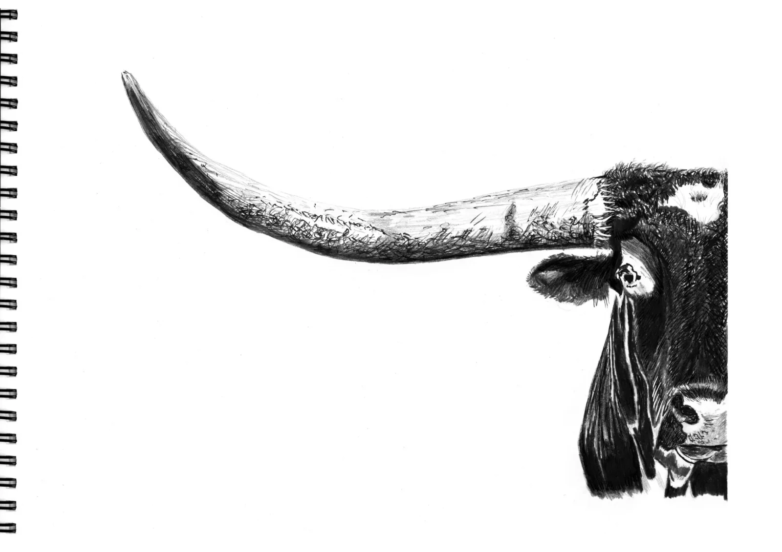 Bull — pencil drawing, 2022