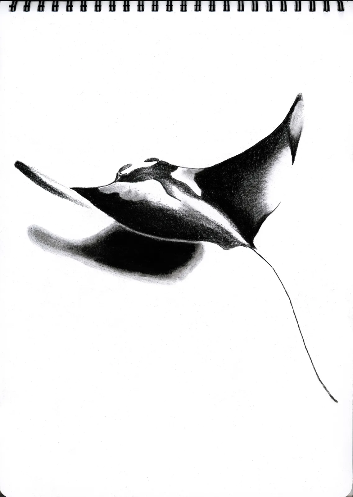"Sting" Day 11 — drawing, 2025